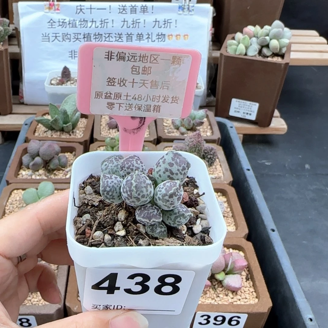 438达摩海报多肉植物