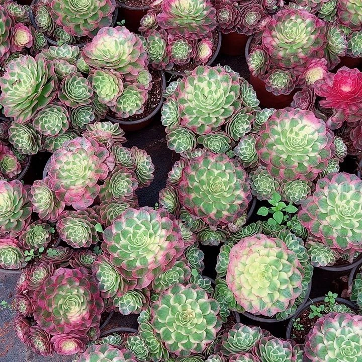 海王群多肉植物大战