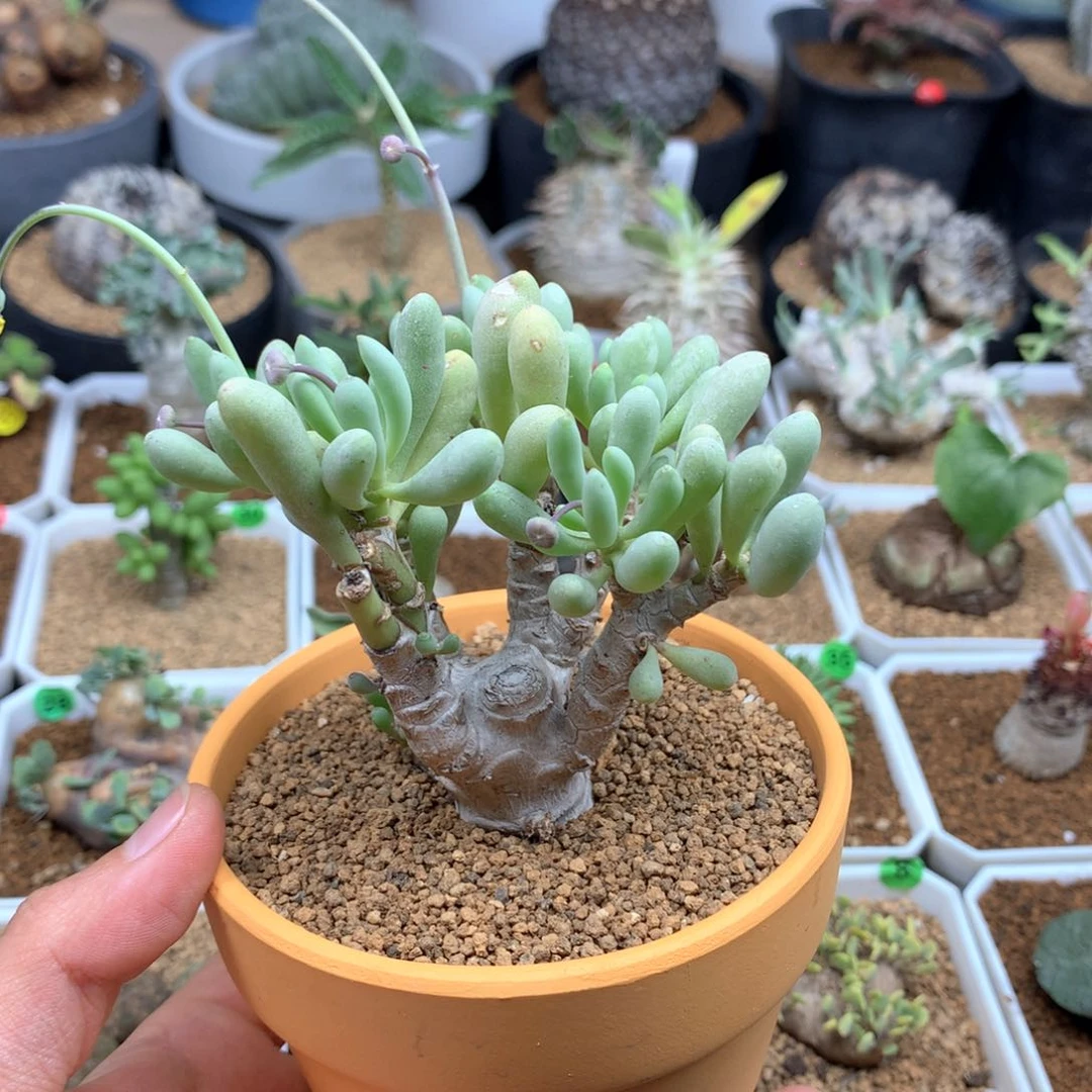 卡拉菲厚敦菊脱土多肉