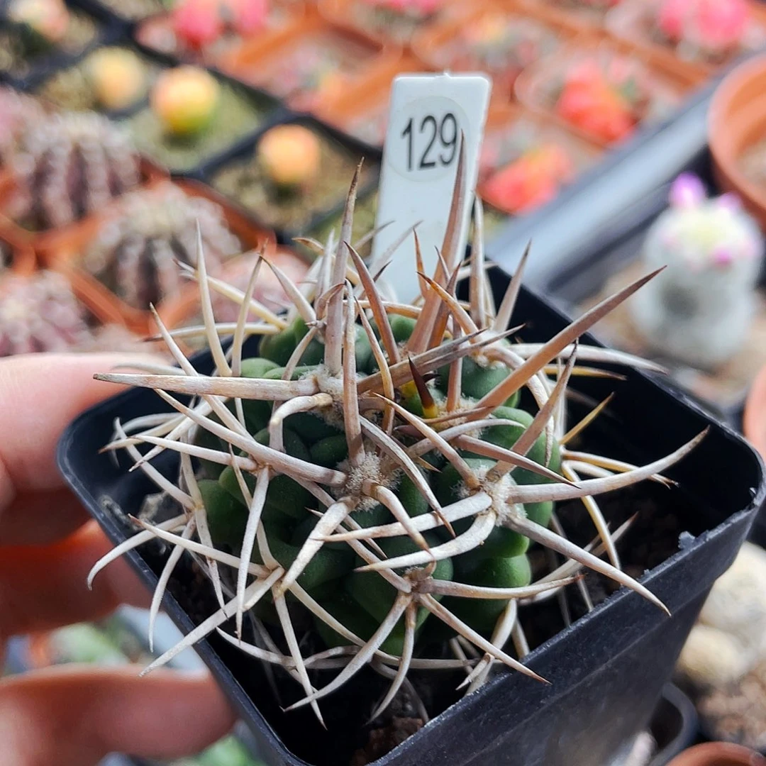 C****林非偏远地区满25包邮仙人球