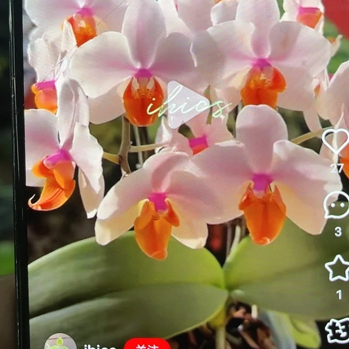 当前无花栽培后可以开花豆蔻