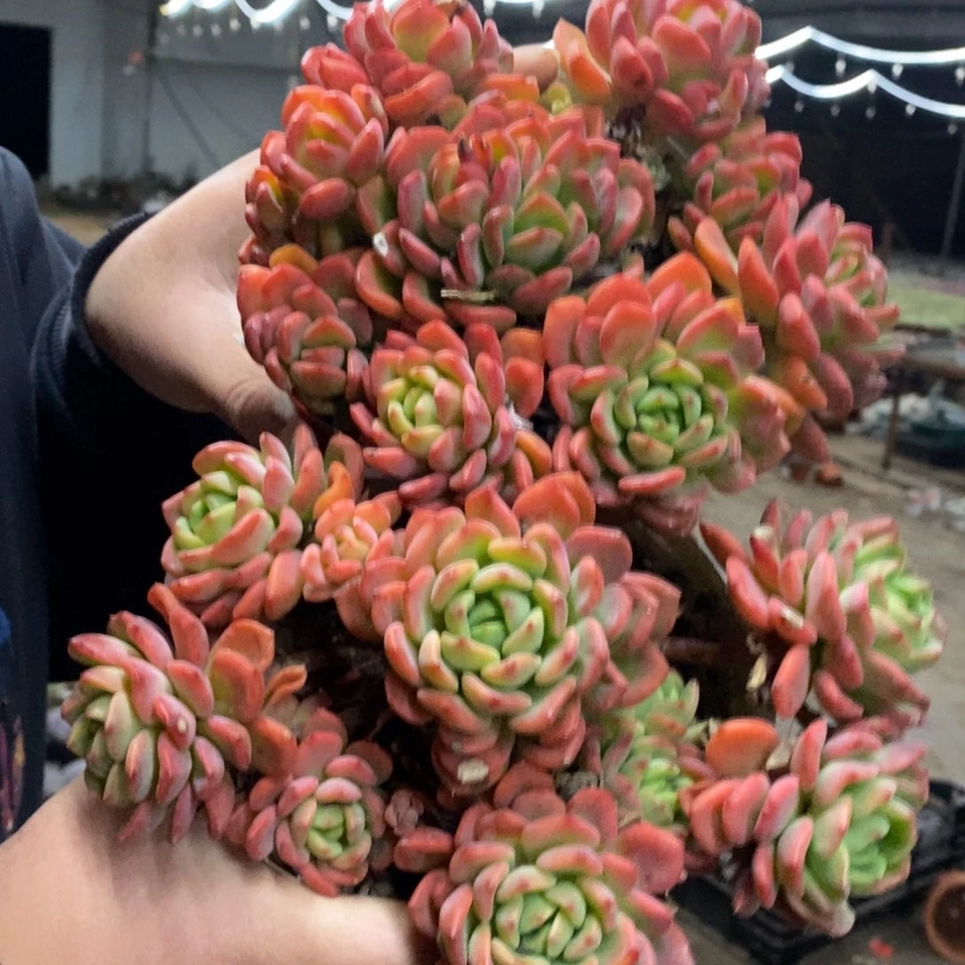 芬达整桩两盆，120杯