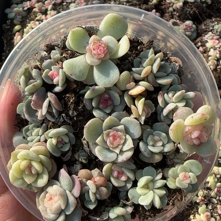 14绝绝子珍妮一盘