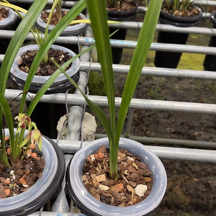 当前无花栽培后可以开花国魂