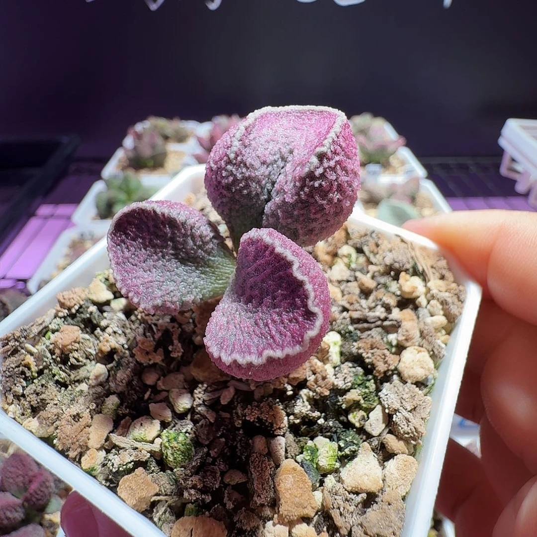 猪肝桩子，带盆发货，满88包顺丰