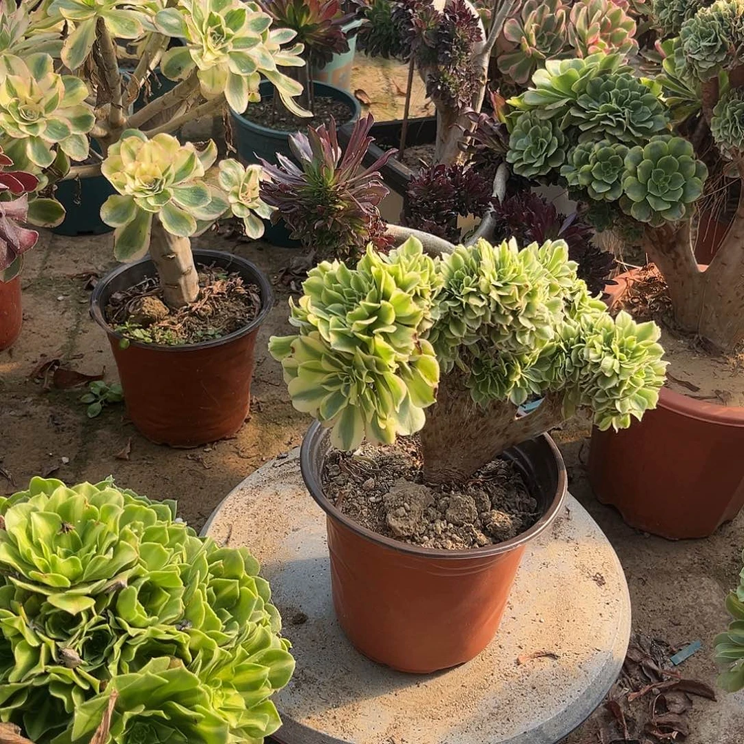 2绿豆沙缀化法师多肉植物