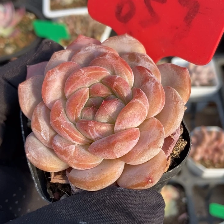 657冰魄多肉植物保护