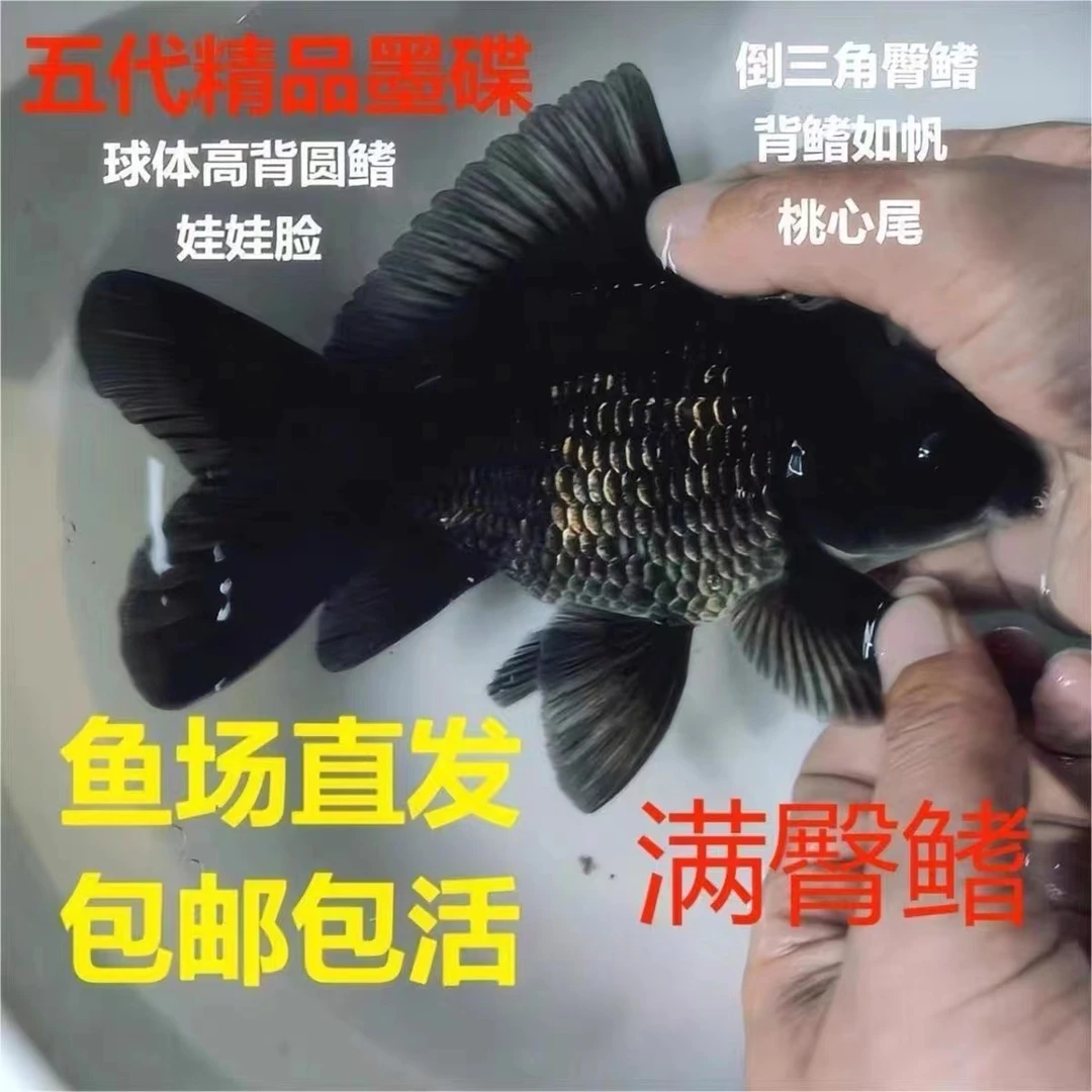 纯种台湾五代肚包金墨蝶黑色蝴蝶鲤鱼顺丰包邮活体发货