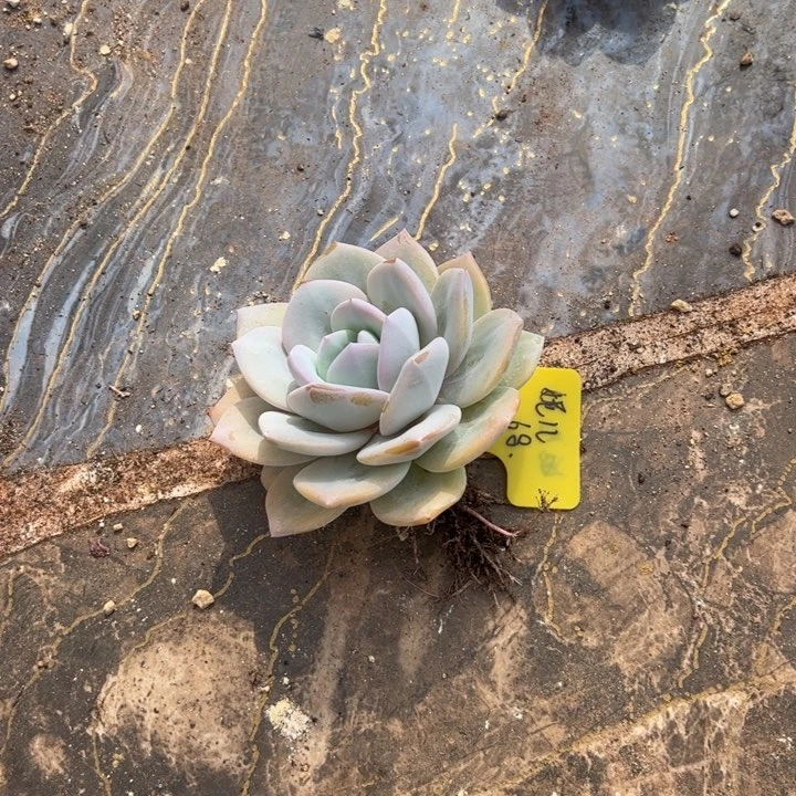 妮*张张精品多肉奶茶妮儿