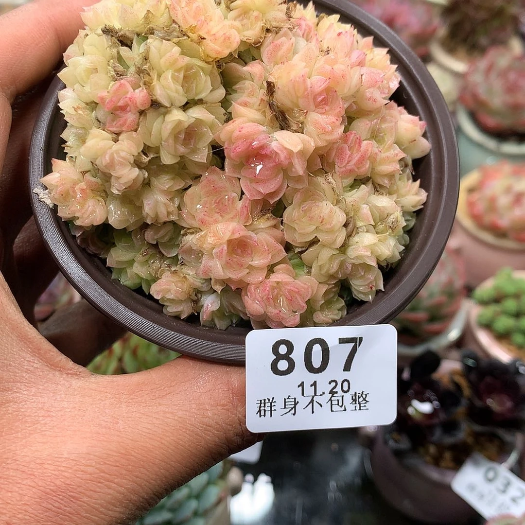 精控拇指盆11.20807