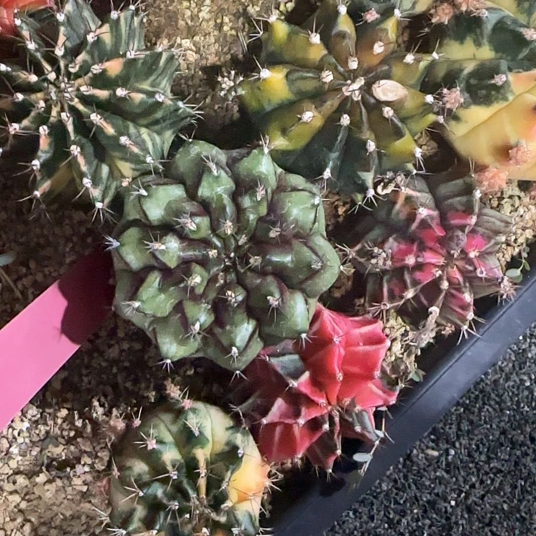 L787-0103泰国发货 花环