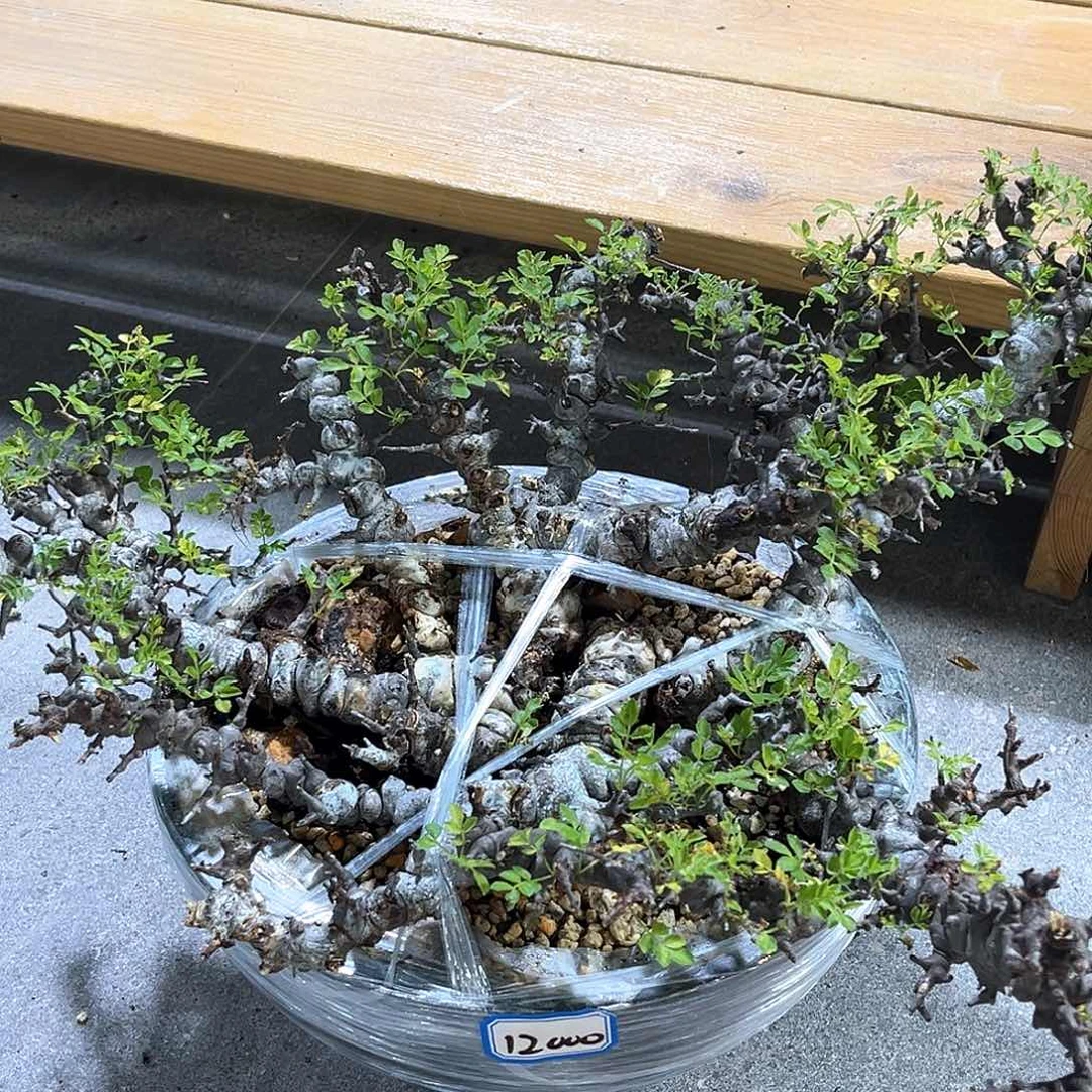 潮流植物 念珠橄榄