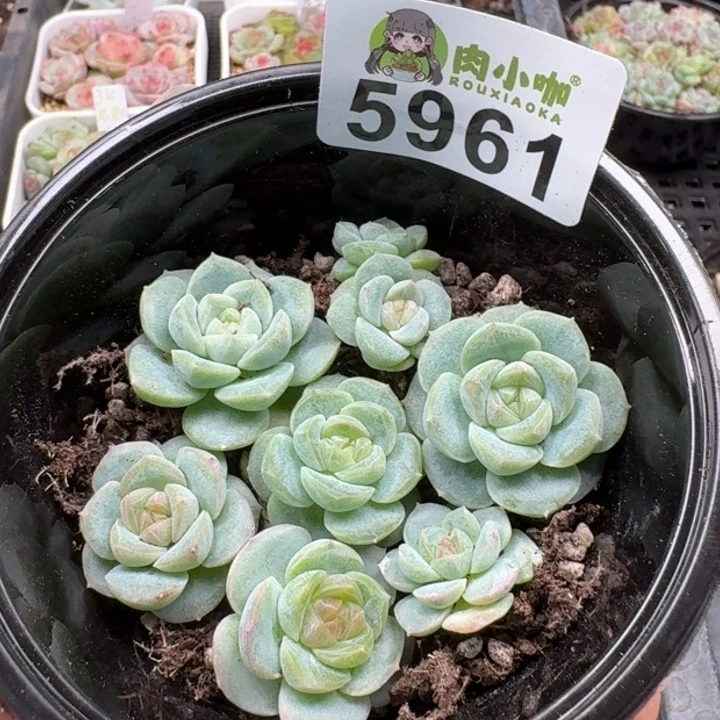多肉植物多肉植物
