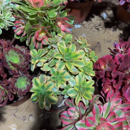 星爆法师9.9多肉植物