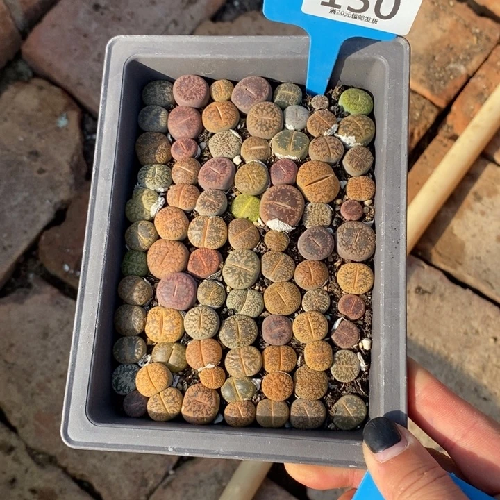 芷***瑶生石花等植物和植物150