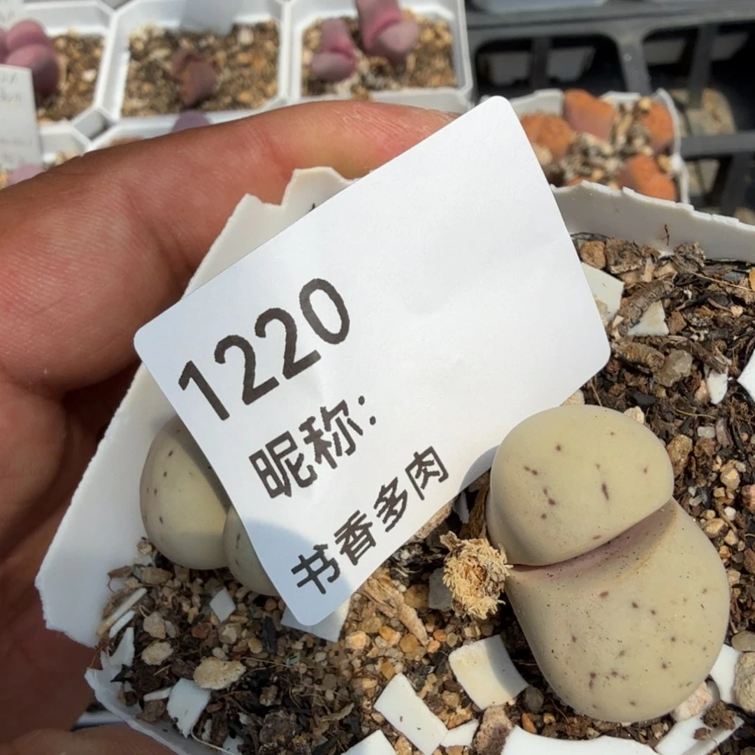 少*游多肉植物多肉植物多肉植物