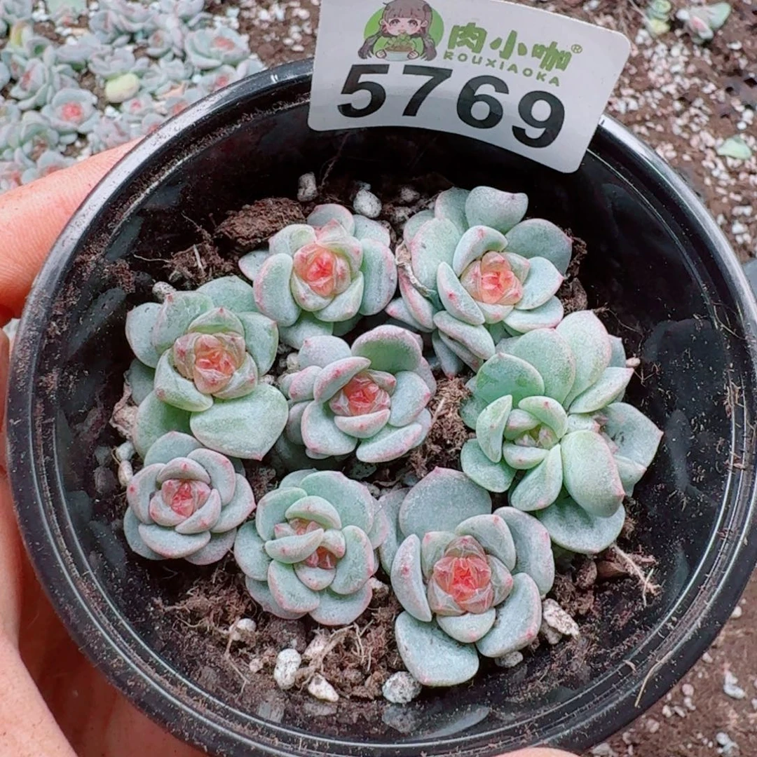 多肉植物多肉植物