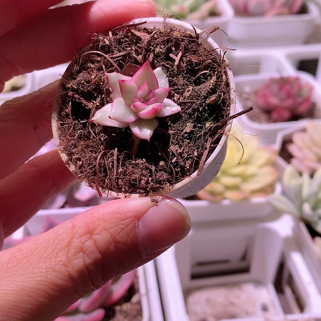 多肉植物老桩多肉