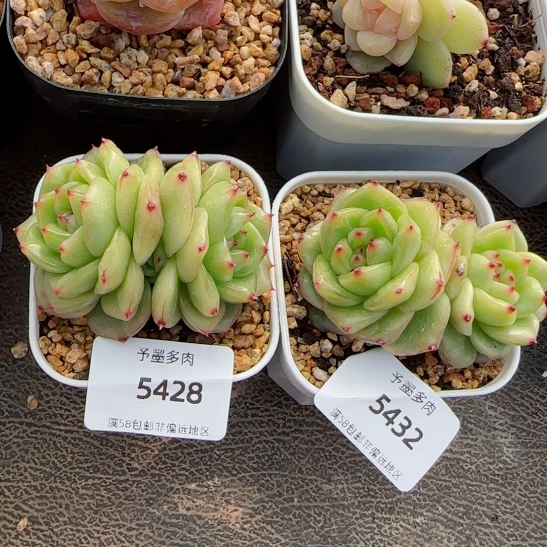 M****0玉芷，5428，5432多肉植物