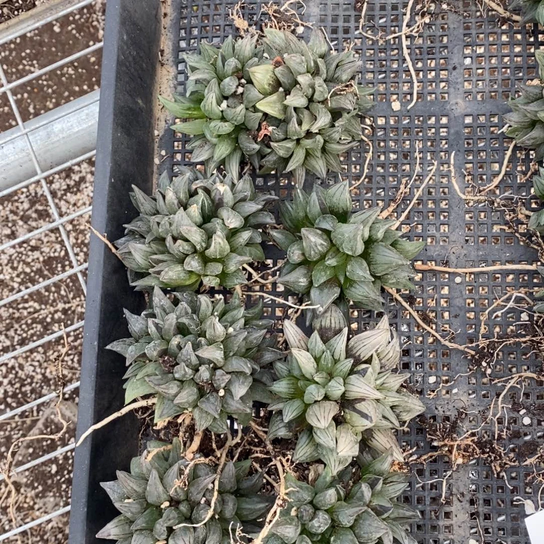 712 一颗大西瓜寿群。