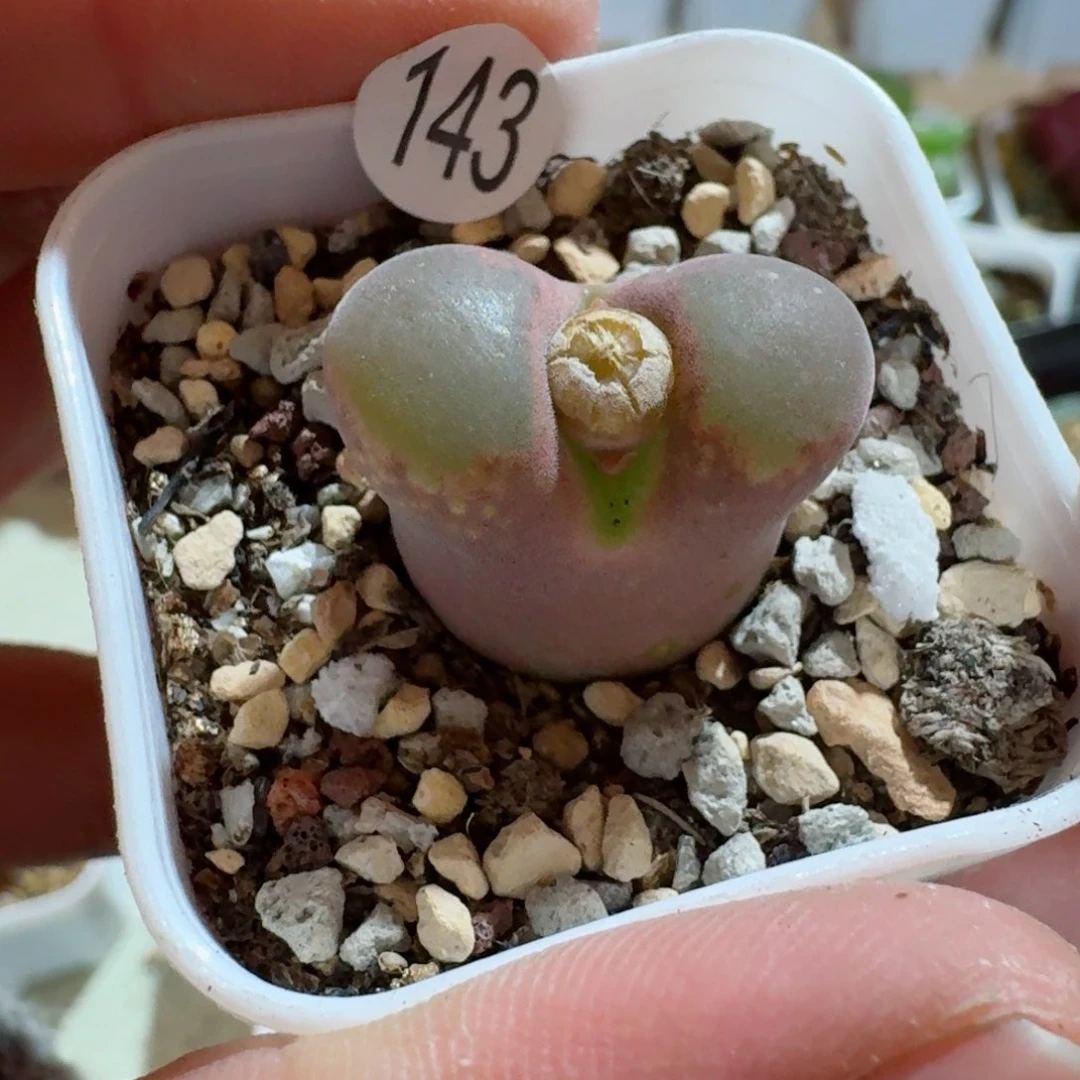 143......多肉.......