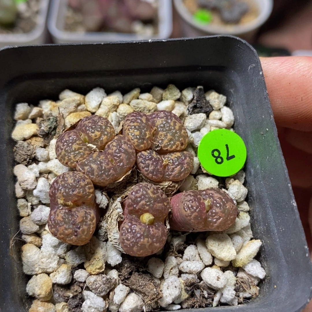 泡泡勋章多肉植物78