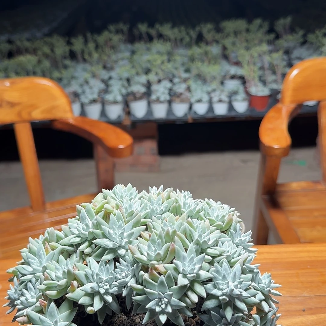 凌**海多肉植物满20包邮