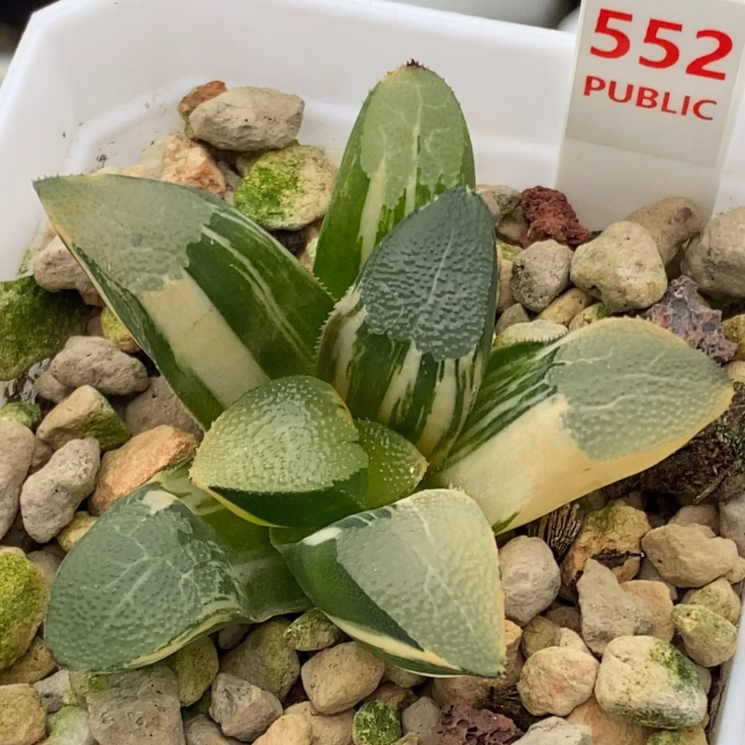552号网纹克锦多肉植物