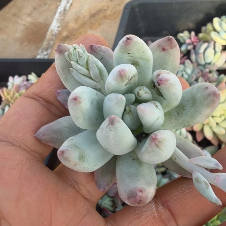 所罗门锦，多肉锦多肉