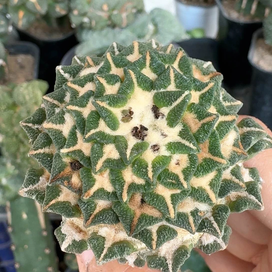 【闪购商品】无花朵苗接黑牡丹731