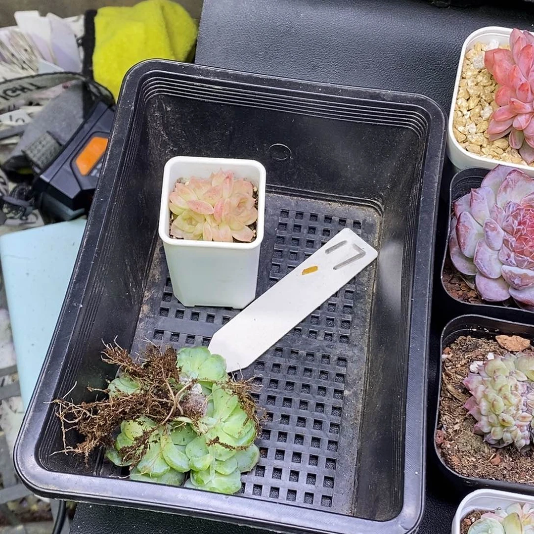 A****17号一筐2颗多肉植物