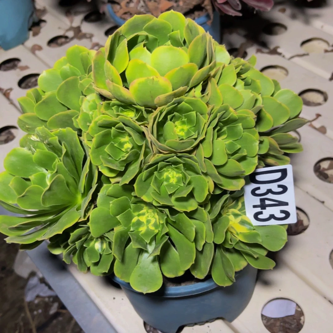 辛尼亚法师7/-43包邮