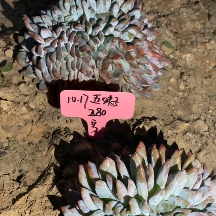 福多多花卉园艺星影