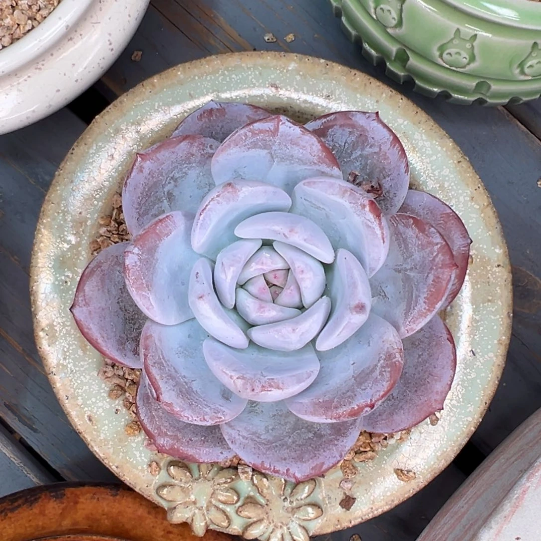 从前慢多肉精选编号0721.214