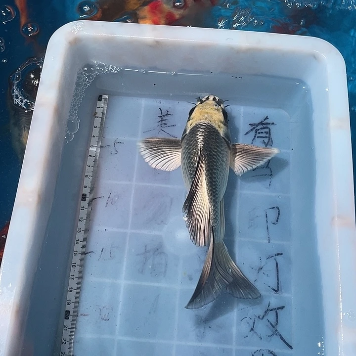 蝴蝶鲤鱼渔场直发27