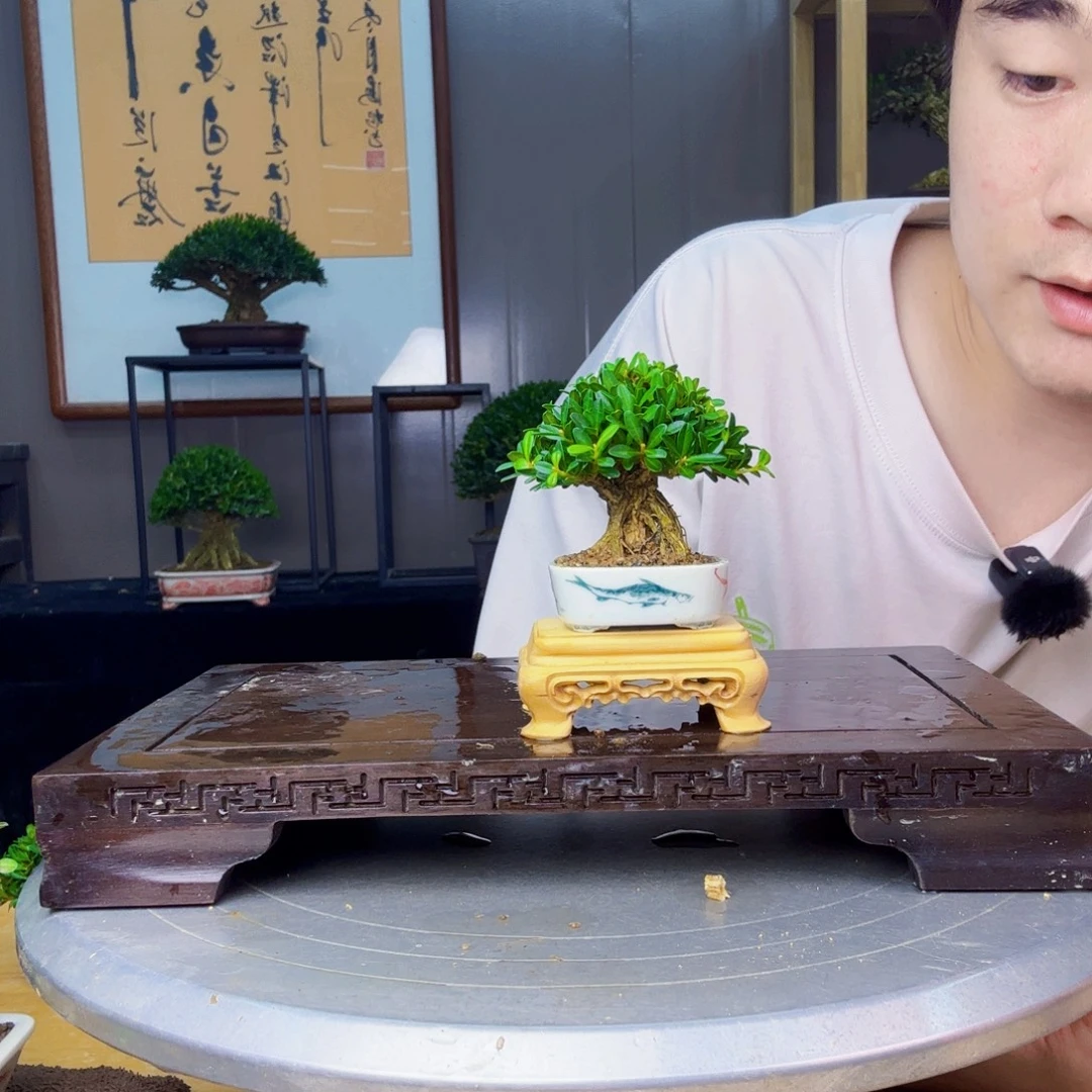 W***T无花朵凤尾黄杨 黄杨盆景