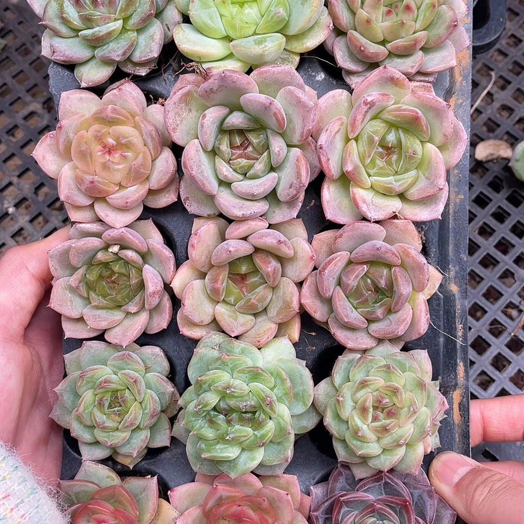 多肉一物一拍12-114