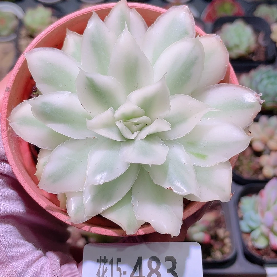 花利美15-483紫蝴蝶锦