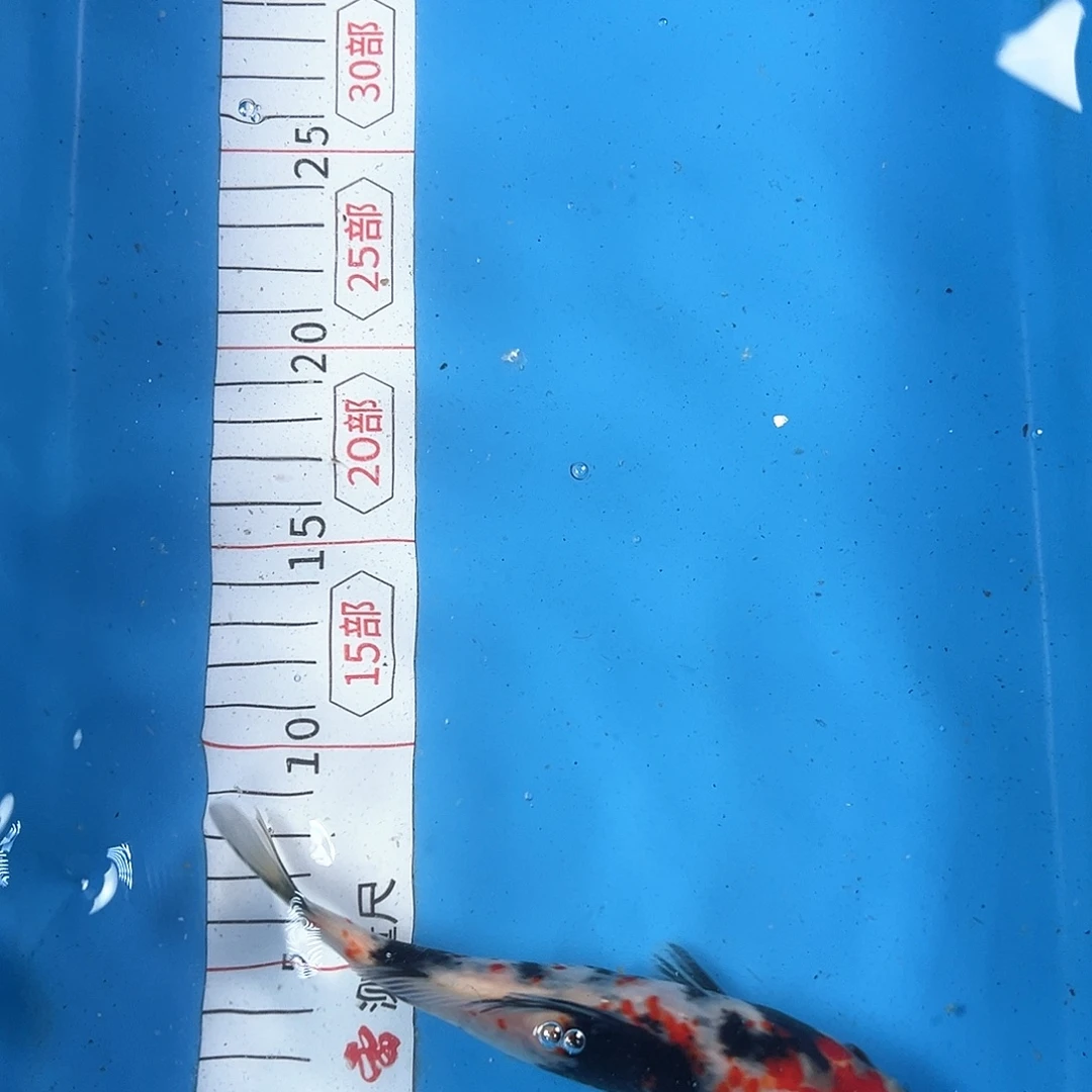 锦鲤鑫泓锦鲤养殖