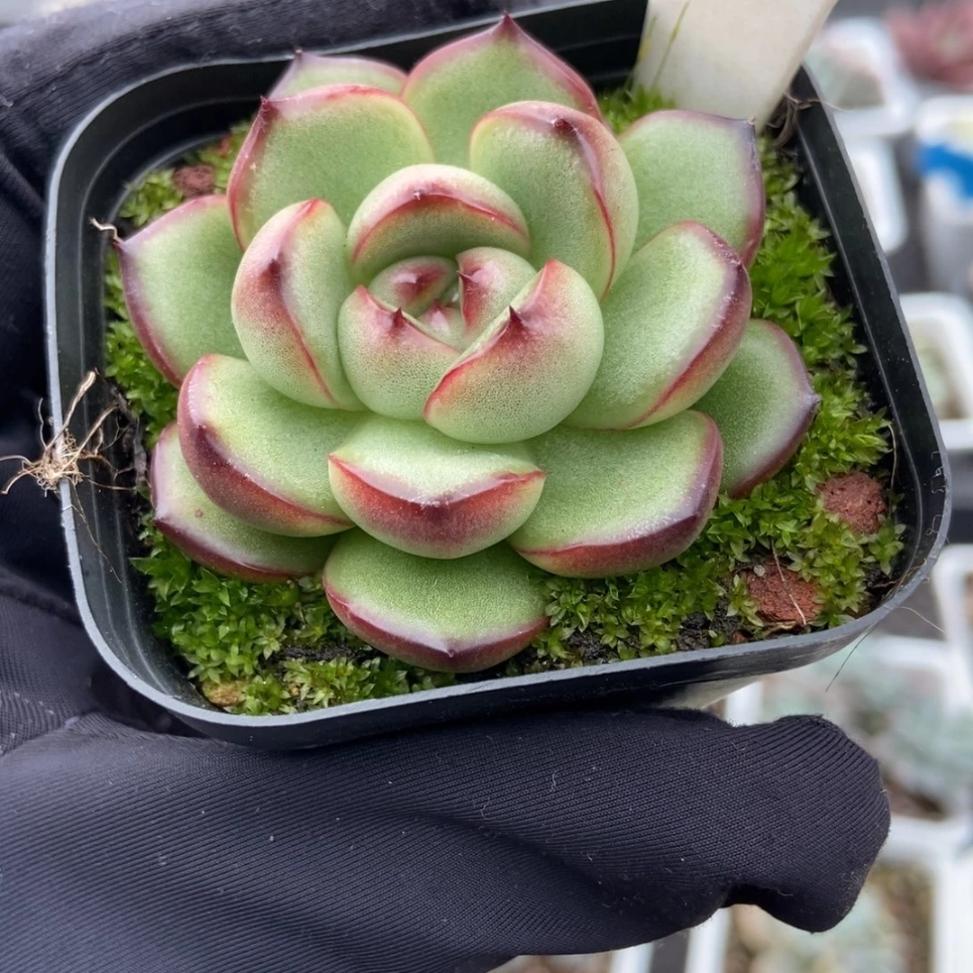 920万宝龙多肉植物