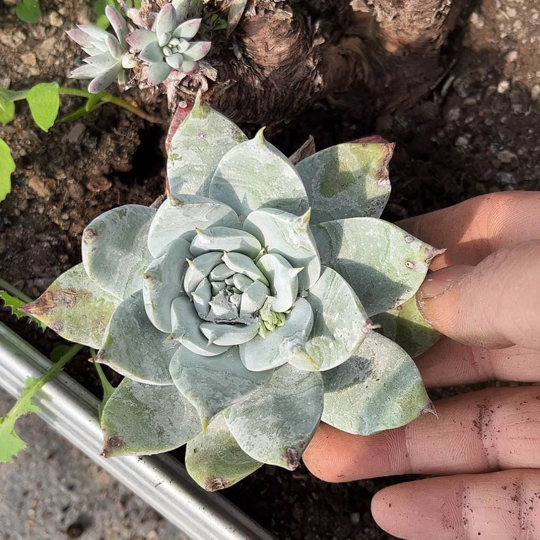 8568牡丹苹果叶多肉