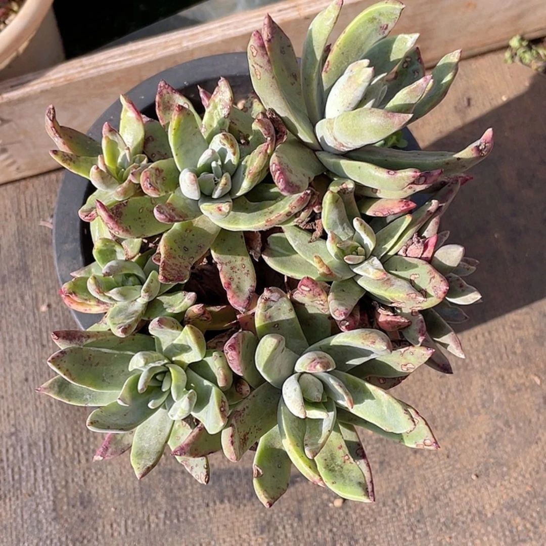 【闪购商品】法瑞杂交