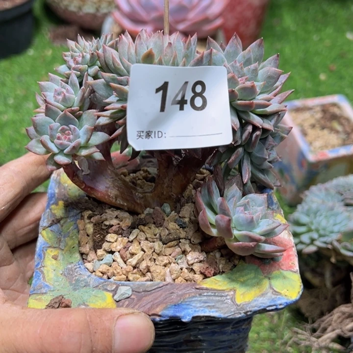 ****莉然的多肉一物一拍149