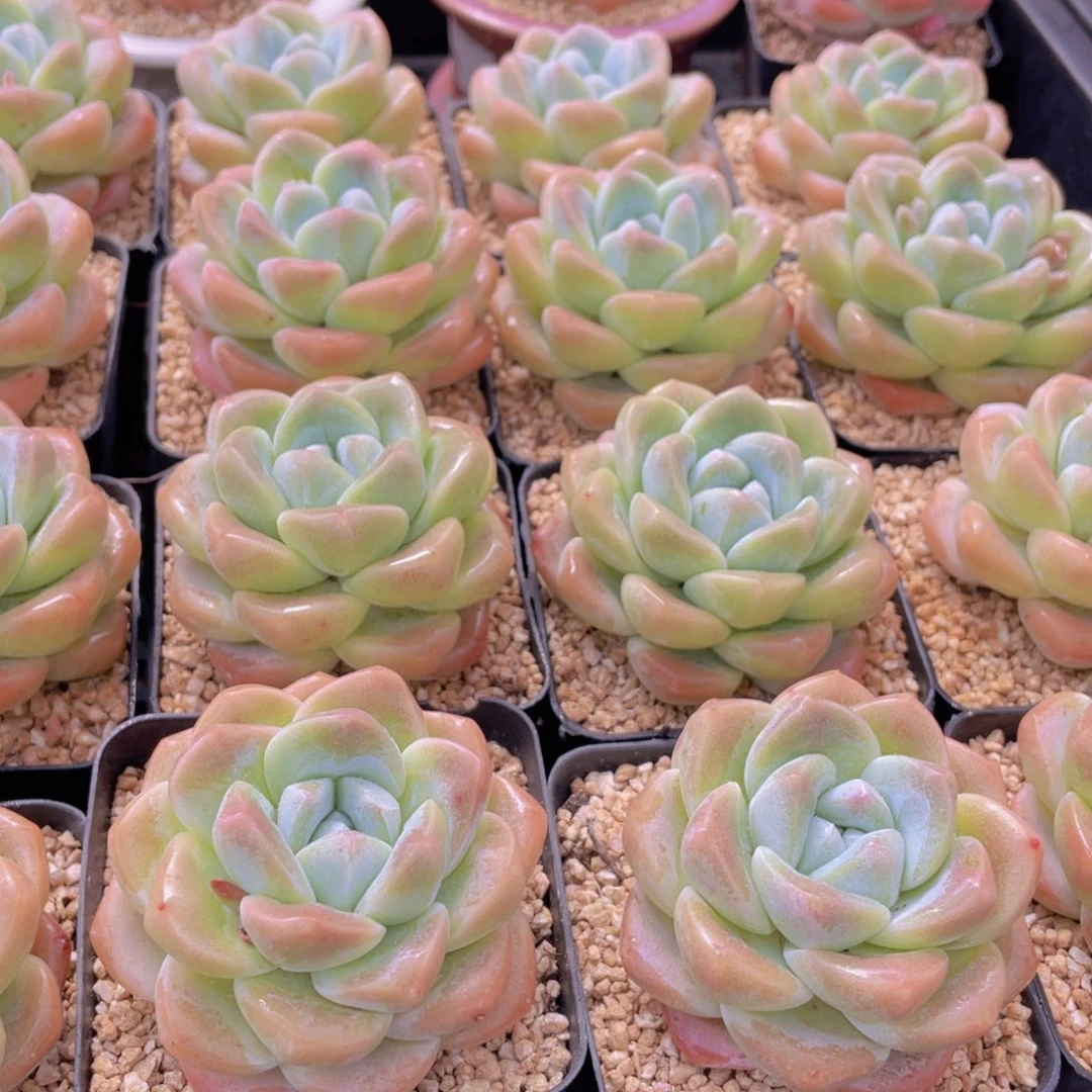 量拍2号 肥胖樱花钻石冰玉大单头2个