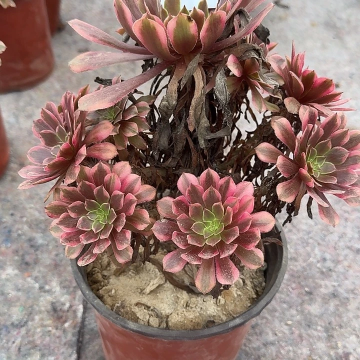 0760铜雀台多肉植物
