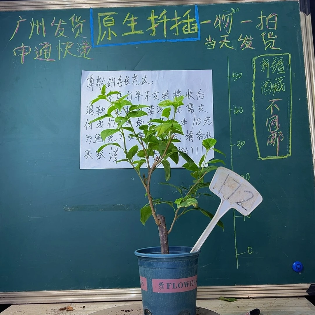 当前无花栽培后可以开花粗杆 苏瓦娜172