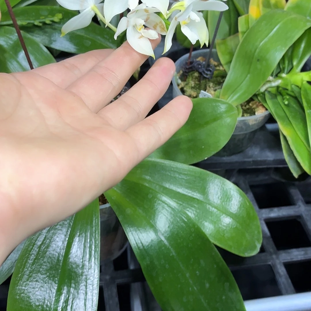 当前无花朵，栽培后可花朵l308 3.5瑕疵ys1141