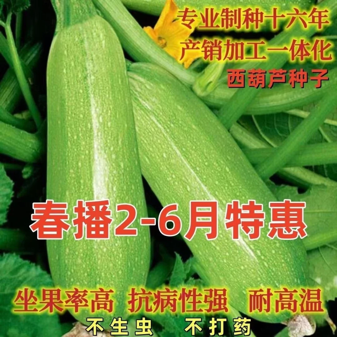 【全店满5元包邮】西葫芦种子早春播种高产蔬菜种子