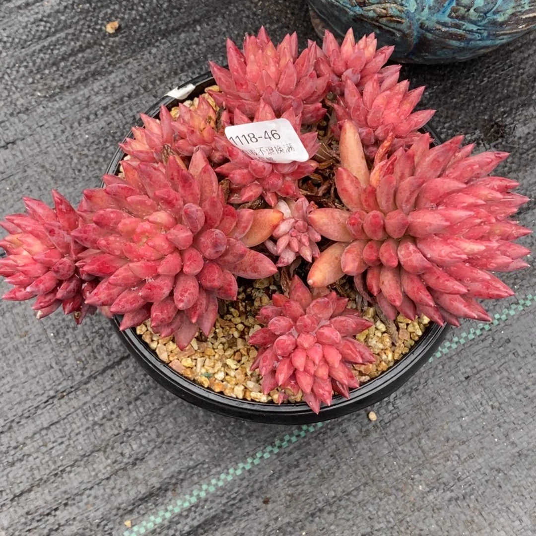 喜***狼46号多肉福利啦啦啦