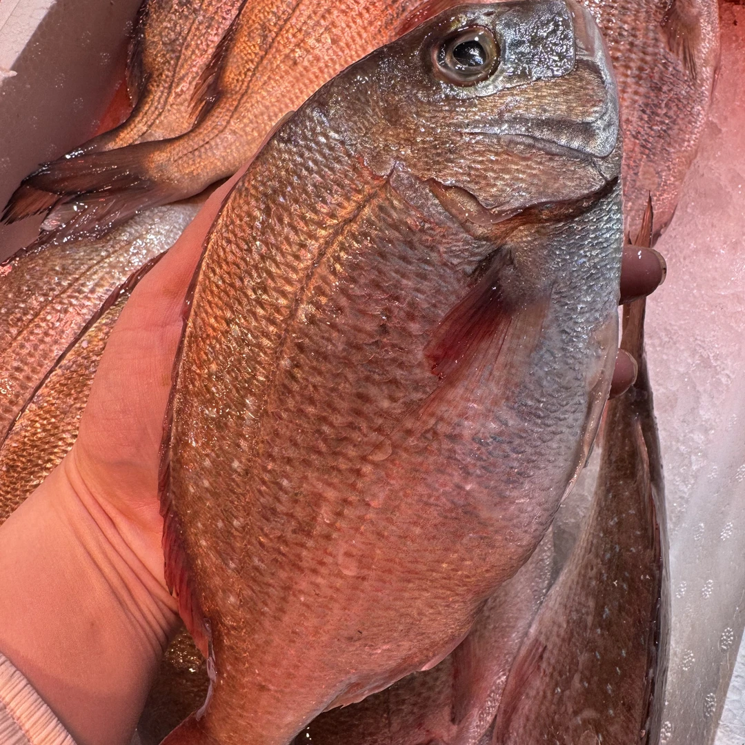 野生金鲷  1斤15（需要直播间现称改价后再拍）